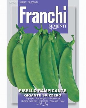 Snow Pea ‘ Gigante Svizzero’