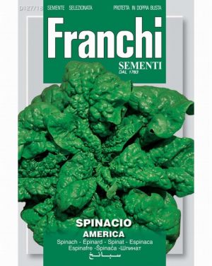 Spinach ‘America’